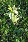 Mercurialis annua