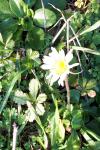 Bellis perennis