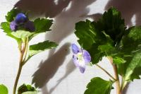 Veronica persica