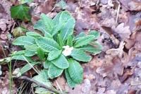 Primula vulgaris