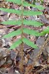Dryopteris filix-mas