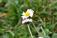 Bellis perennis