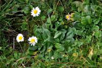 Bellis perennis