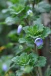 Veronica persica