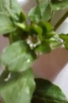 Stellaria media