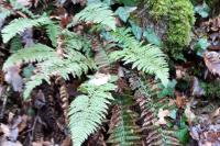 Dryopteris filix-mas