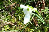 Galanthus nivalis
