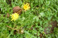 Taraxacum officinale