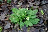 Primula vulgaris