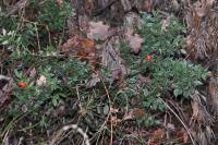 Ruscus aculeatus