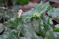 Berberis aquifolium