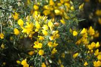 Ulex europaeus