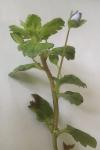 Veronica persica