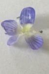Veronica persica