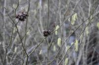 Corylus avellana