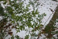 Ruscus aculeatus