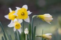 Narcissus pseudonarcissus