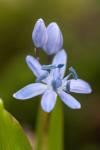 Scilla bifolia