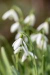 Galanthus nivalis