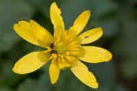 Ficaria verna