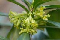Daphne laureola