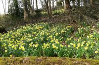 Narcissus pseudonarcissus