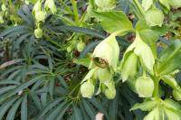 Helleborus foetidus