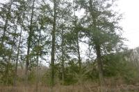Pseudotsuga menziesii