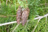 Pseudotsuga menziesii