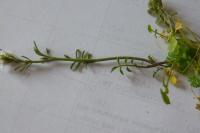 Cardamine hirsuta