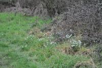 Galanthus nivalis
