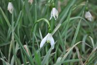 Galanthus nivalis