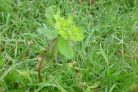 Euphorbia helioscopia