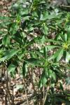 Daphne laureola