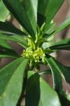Daphne laureola