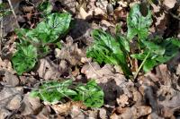 Arum maculatum