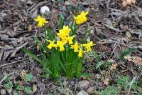 Narcissus pseudonarcissus