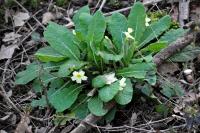 Primula vulgaris