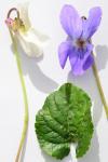 Viola odorata