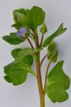 Veronica hederifolia