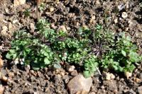 Cardamine hirsuta
