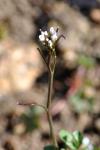 Cardamine hirsuta