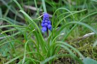 Muscari neglectum