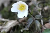 Anemone nemorosa