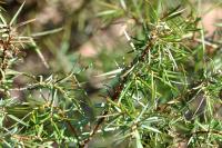 Juniperus communis