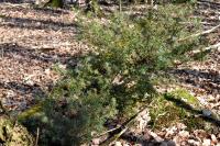 Juniperus communis