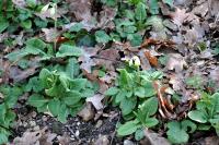 Primula veris