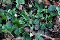 Potentilla sterilis