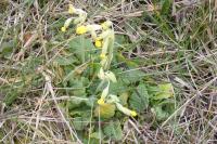 Primula veris