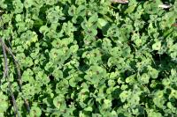 Medicago arabica